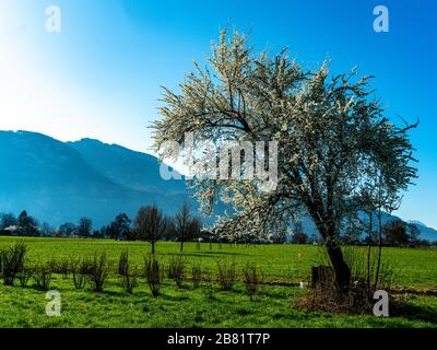 Fiori di ciliegio, Kirschblüten, Zweige mit Kirschblüten, Kirschbaum, Frühling in Dornbirn, Vorarlberg, Austria, Österreich Foto Stock