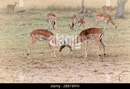 Impala maschi (arieti) che lottano per la supremazia sulla savana Foto Stock