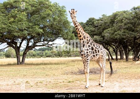 Giraffa rilassata sulla savana dello Zimbabwe Foto Stock