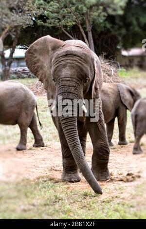 Inquisitive giovane elefante che si avvicina Foto Stock