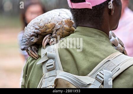 Il pangolin di terra si muove sulla spalla del suo caregiver Foto Stock