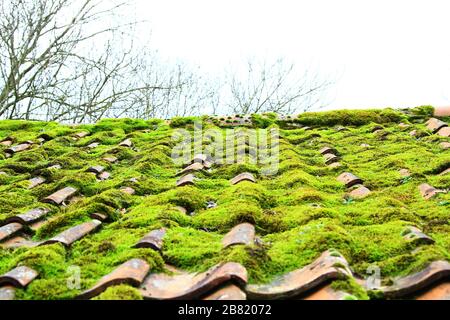 Muschio sui tetti. Alloggiamento. Case. Manutenzione delle case. Piastrelle. Tegole. Una pietra rollante non raccoglie muschio. Rooves. Manutenzione della casa. Mercato immobiliare. Mancanza di casa nel Regno Unito. Alloggio. Edificio. Forniture edili. Condizioni umide. Foto Stock