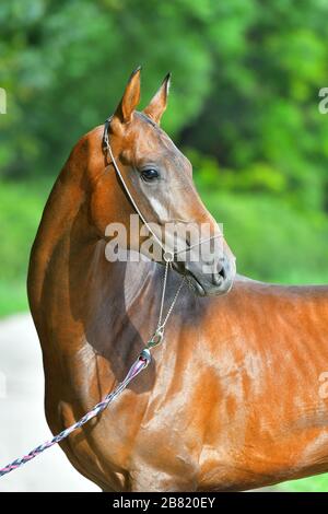Stallone marrone Akhal Teke in piedi in una foresta. Potait animale. Foto Stock