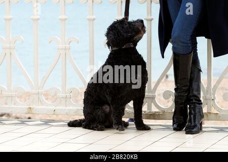 Primo piano di cane nero e gambe Foto Stock