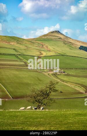 Pecore al pascolo sotto la collina di Shutlingsloe vicino al villaggio di Wildboarclough nel Peak District uno dei punti più alti in Cheshire Inghilterra Foto Stock
