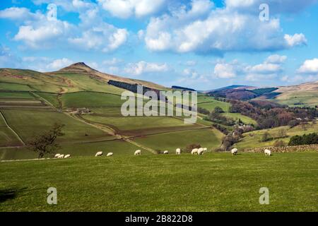 Pecore al pascolo sotto la collina di Shutlingsloe vicino al villaggio di Wildboarclough nel Peak District uno dei punti più alti in Cheshire Inghilterra Foto Stock