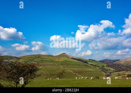Pecore al pascolo sotto la collina di Shutlingsloe vicino al villaggio di Wildboarclough nel Peak District uno dei punti più alti in Cheshire Inghilterra Foto Stock