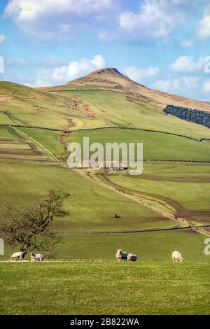 Pecore al pascolo sotto la collina di Shutlingsloe vicino al villaggio di Wildboarclough nel Peak District uno dei punti più alti in Cheshire Inghilterra Foto Stock