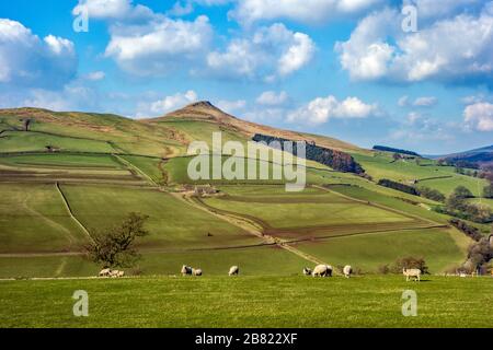Pecore al pascolo sotto la collina di Shutlingsloe vicino al villaggio di Wildboarclough nel Peak District uno dei punti più alti in Cheshire Inghilterra Foto Stock