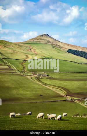 Pecore al pascolo sotto la collina di Shutlingsloe vicino al villaggio di Wildboarclough nel Peak District uno dei punti più alti in Cheshire Inghilterra Foto Stock