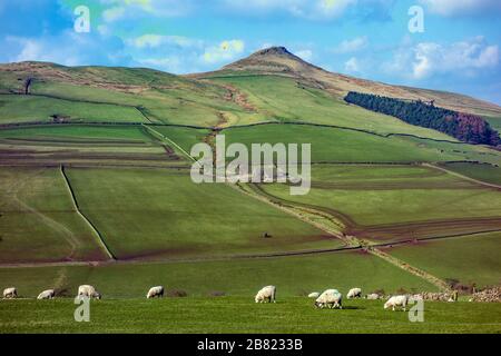 Pecore al pascolo sotto la collina di Shutlingsloe vicino al villaggio di Wildboarclough nel Peak District uno dei punti più alti in Cheshire Inghilterra Foto Stock