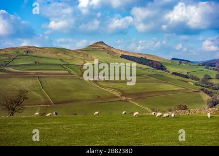 Pecore al pascolo sotto la collina di Shutlingsloe vicino al villaggio di Wildboarclough nel Peak District uno dei punti più alti in Cheshire Inghilterra Foto Stock