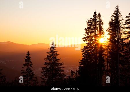 Alte corone di pino su colline e sfondo valle con luminoso tramonto dorato sopra in estate giorno limpido. Ancora paesaggi di viaggi e destinatio Foto Stock