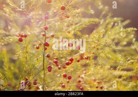 Asparagi officinalis nel campo autunnale Foto Stock