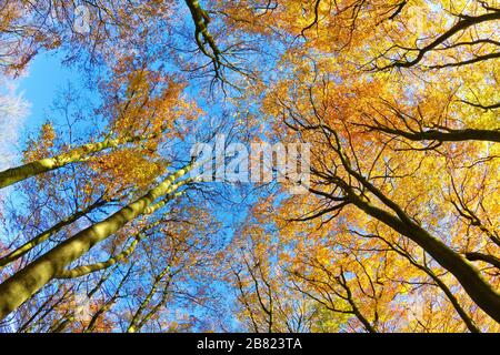 Faggio foresta in autunno, Lüneburg Heath, Germania Foto Stock