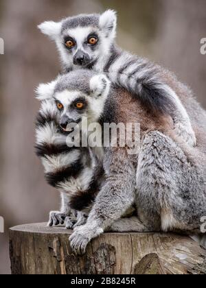 Lemuri allo Yorkshire Wildlife Park di Doncaster, dove il parco rimane ancora aperto al pubblico, mentre il coronavirus continua a colpire il Regno Unito. Foto Stock