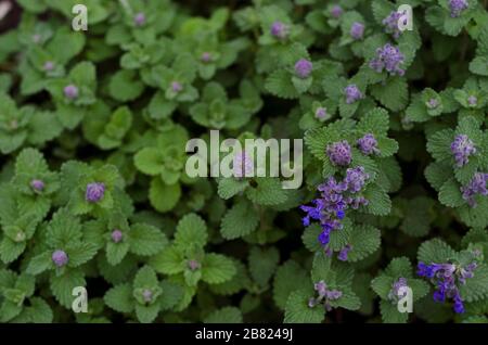 Varietà di menta felina con fiori blu Foto Stock