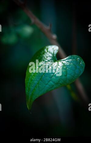 Foglia a forma di cuore. Foto Stock