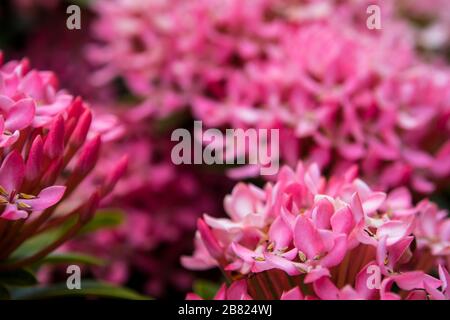 Il grappolo stretto di fiori di Ixora Rosa Foto Stock