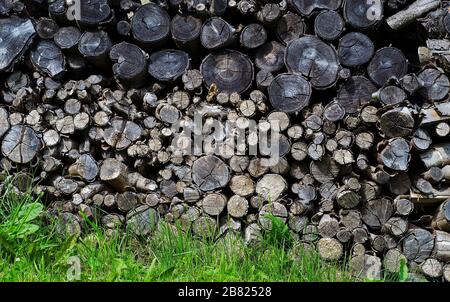 tronchi vecchi segati accatastati in un mucchio Foto Stock