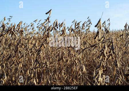 piante di soia nel campo autunnale Foto Stock