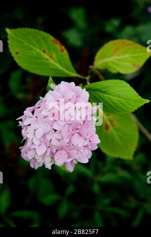 hydrangea macrophylla nigra Foto Stock
