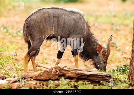 Nyala Bull pascolare nel Kruger National Park, Sud Africa Foto Stock