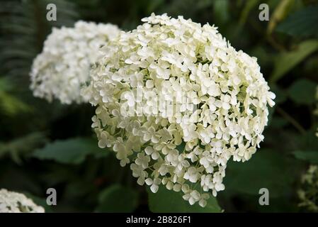 hydrangea arborescens annabelle Foto Stock