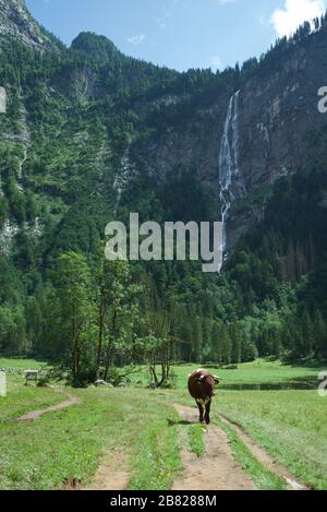 Mucche / bestiame al Parco Nazionale Berchtesgaden, Germania, con cascata Röthbach sullo sfondo, circondato da montagne delle Alpi Bavaresi. Foto Stock