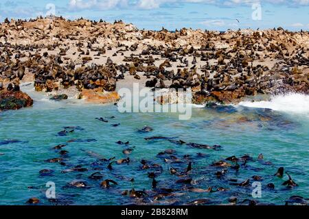 Migliaia di foche sulla riserva Dyer Island di fronte alla costa del Sud Africa Foto Stock