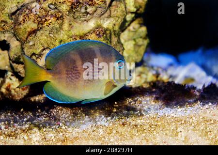 Blu (giallo giovanile) Tang di pesce di mare Atlantico - Acanthurus coeruleus Foto Stock