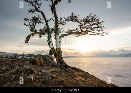 Un albero sacro con nastri multicolori sulla riva del lago Baikal. Splendida vista sul ghiaccio innevato del lago e delle montagne Foto Stock