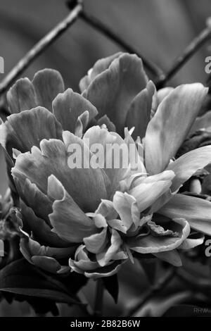 Fiore di Peonia bianco e nero, primo piano Foto Stock