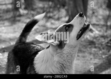 Foto in bianco e nero del profilo del cane su Trail Foto Stock