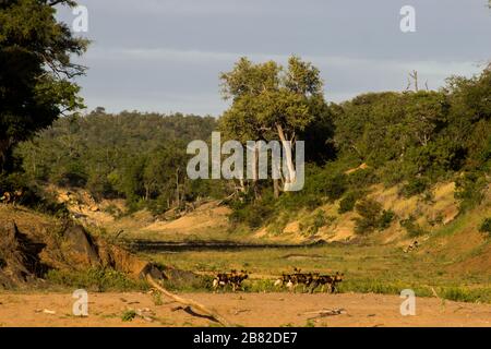 Un piccolo fiume asciutto con un pacco di lupi dipinti africani, Lycaon Pictus, che si trasforma in esso, nel Parco Nazionale Kruger, Sud Africa Foto Stock