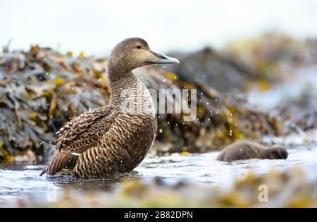 Primo piano di una femmina comune eider (Somateria mollissima) in acqua. Foto Stock