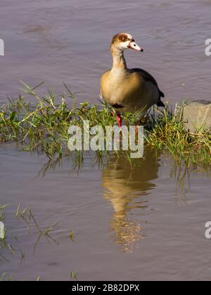 L'oca egiziana (Alopochen aegyptiaca) e la sua riflessione su una erbosa, sabbiera nel fiume Olifants, Parco Nazionale Kruger, Sud Africa Foto Stock