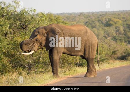 Un toro africano di elefante (Loxodonta Africana) che cerca di graffiare un prurito appena sopra il suo occhio con il suo tronco, nel Parco Nazionale Kruger, Sud Africa Foto Stock