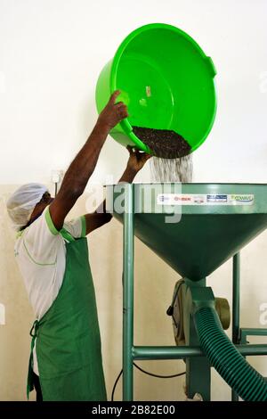 Sri Lanka, Monaragala, fabbrica di spezie, macinazione del pepe Foto Stock
