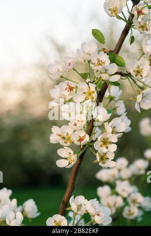Fiori di ciliegio bianco su un ramoscello alla luce del sole d'oro (primo piano, diagonale, formato verticale) Foto Stock