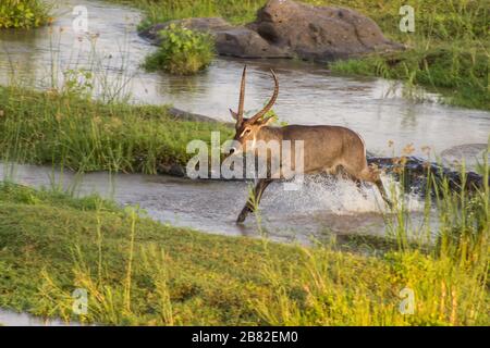 Un toro di gallo (Kobus ellissiprymnus) che salta attraverso l'acqua del fiume Olifants, Parco Nazionale Kruger, Sud Africa nel tardo pomeriggio Foto Stock