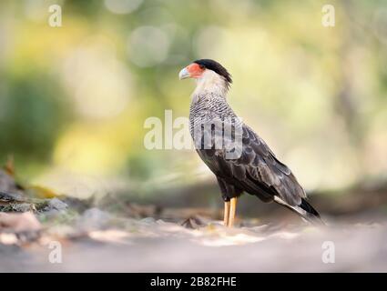 Primo piano della caracara crestata meridionale sullo sfondo chiaro, Pantanal, Brasile. Foto Stock
