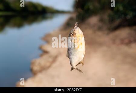 Primo piano di una piranha catturata a Pantanal, Brasile. Foto Stock