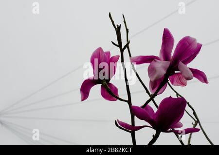 Fiori di Magnolia rosa aperto davanti a sfondo grigio con linee Foto Stock
