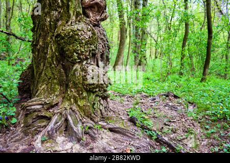 Burls su tronco di quercia vecchio. Fata e densa foresta concetto Foto Stock
