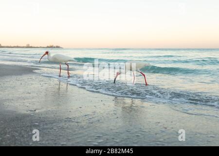 American White Ibis (Eudocims Albus) dare da mangiare nelle prime ore del mattino surf lungo Lido Beach sul Golfo di Mexcio a LiDE Key, Sarasota, Florida. Foto Stock