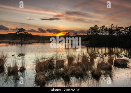 Axe Pond Churt Common Surrey Inghilterra Regno Unito fauna selvatica drangonflies grasssnakes bassa brughiera habitat riserva naturale locale , area appositamente protetta Foto Stock