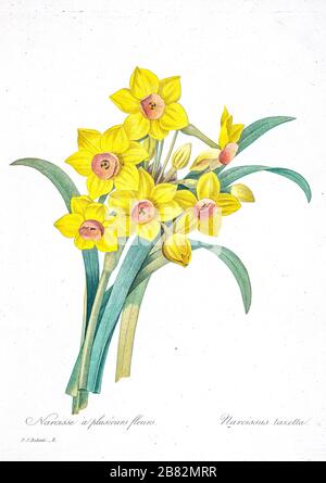 Illustrazione di Narcissus tazetta dipinta a mano del XIX secolo (narcisi a grappolo, fiori di daffodil a grappolo, di Pierre-Joseph Redoute. Pubblicato in Choix Des Plus Belles Fleurs, Parigi (1827). Di Redouté, Pierre Joseph, 1759-1840.; Chapuis, Jean Baptiste.; Ernest Panckoucke.; Langois, Dr.; Bessin, R.; Victor, fl. Ca. 1820-1850. Foto Stock