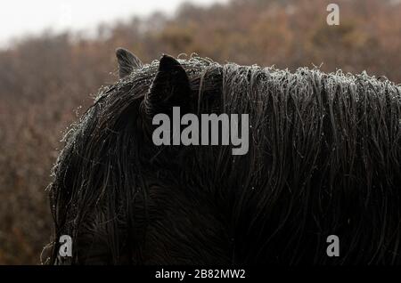 Pony Mane bagnato da goccioline d'acqua Foto Stock
