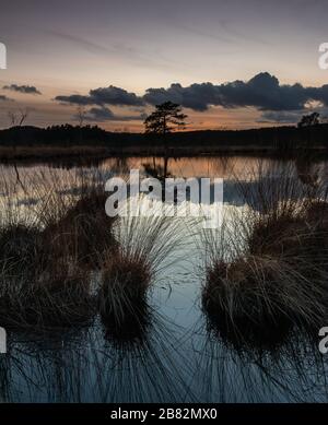 Axe Pond Churt Common Surrey England UK Wildlife Drangonflies Grasssnakes Lower Land Heath Habbitat Local Nature Reserve , area appositamente protetta Foto Stock